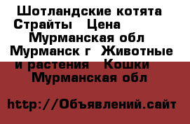 Шотландские котята. Страйты › Цена ­ 8 000 - Мурманская обл., Мурманск г. Животные и растения » Кошки   . Мурманская обл.